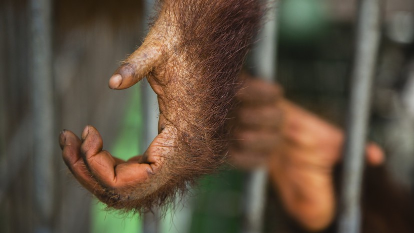 Орангутан попытался сбежать из зоопарка в Москве