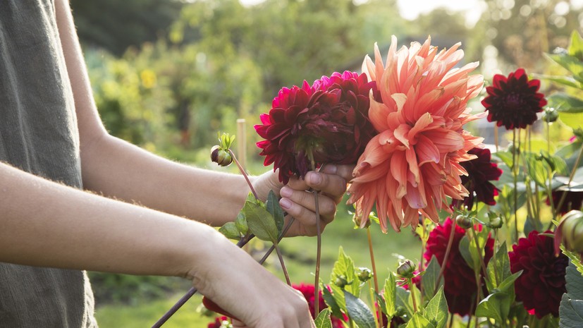 Врач Меметова: чаще всего аллергию вызывают астры, георгины и герберы