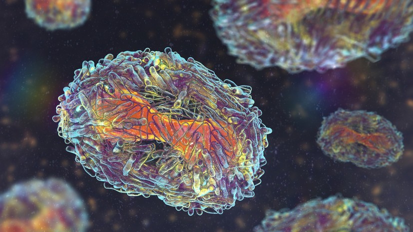 AP: первые случаи заражения оспой обезьян выявили в нескольких регионах Конго