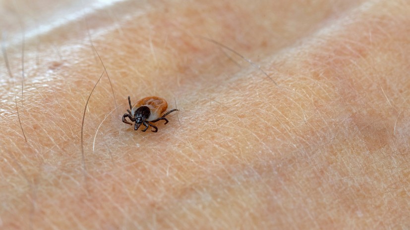 Врач Алентов: клещевой энцефалит может стать причиной менингита