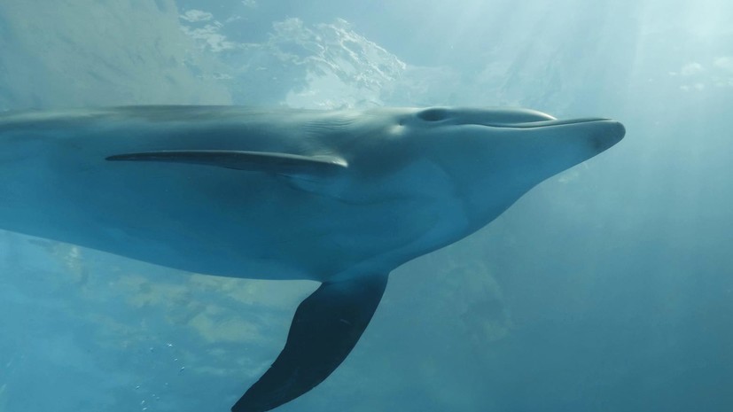 В Анапе начали проверку после сообщения о массовой гибели дельфинов