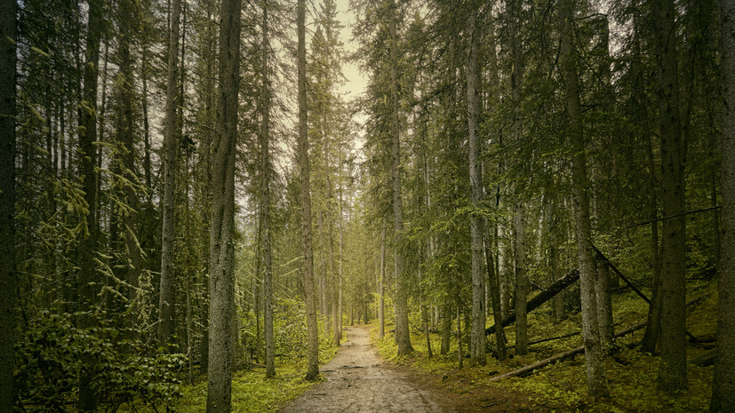 Осуждённый на год исправительных работ восемь лет скрывался в лесу в Карелии