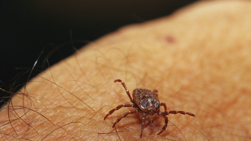Дезинфектор Меньшиков раскрыл, в каких регионах клещи уже вышли из спячки