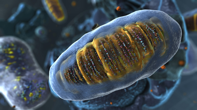 «Эффективный энергоблок»: биолог — о роли митохондрий в здоровье человека и способах их «тренировки»