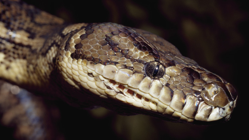 Сотрудники МЧС спасли питона из санузла в Нижегородской области