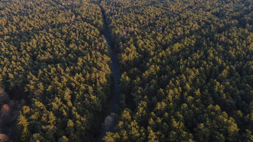 RMF FM: в польском лесу упал неопознанный объект