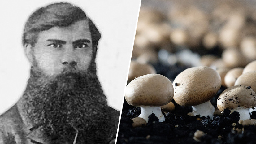 Отец русского грибоводства: как селекционер Ефим Грачёв наладил массовое производство шампиньонов в России