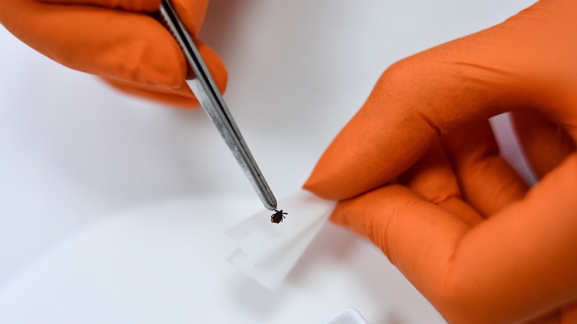 Роспотребнадзор запустил горячую линию по профилактике клещевого энцефалита