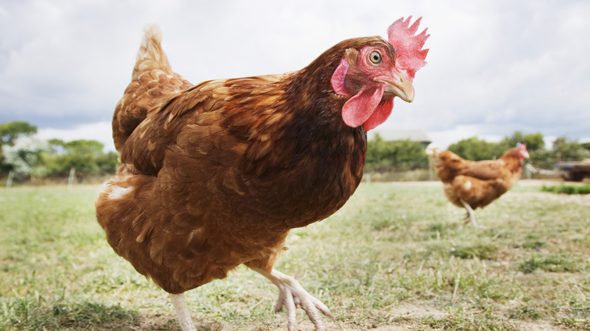 «Сложно устроенные птицы со своей индивидуальностью»: зоолог — об интеллекте и способностях домашних кур