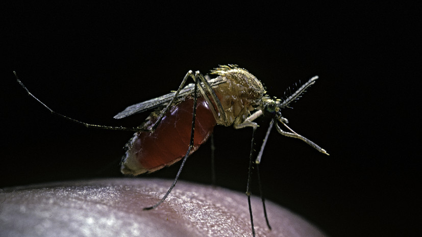 Лукашев: риск тропических лихорадок от комаров в России минимален