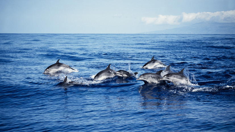 Mash: на побережье Кубани обнаружили более 130 погибших дельфинов