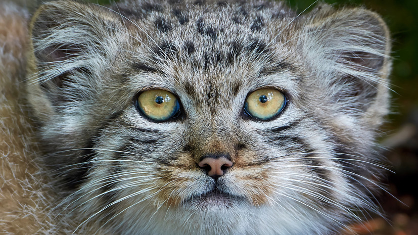 «Его невозможно приручить»: эксперты — о живом символе Московского зоопарка и повадках манулов в природе