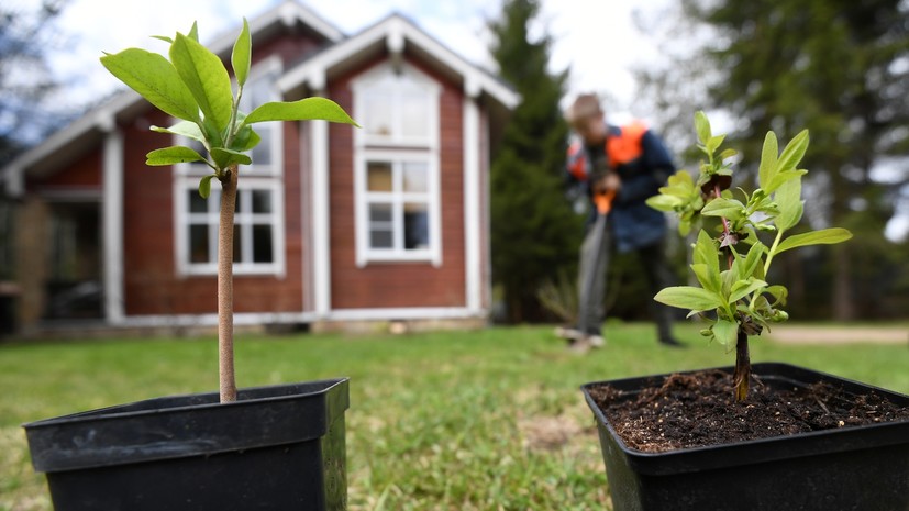 «Задача сложная, но выполнимая»: биолог — о способах борьбы с самыми устойчивыми сорняками