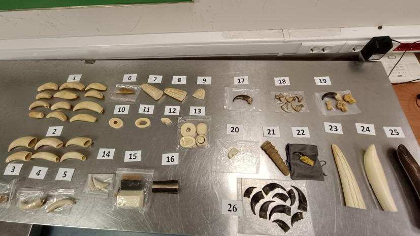 Таможенники в Пулково поймали коллекционера частей редких животных