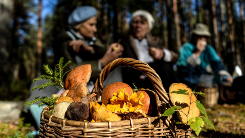 Юрисконсульт Поздняков предупредил о штрафах за сбор грибов