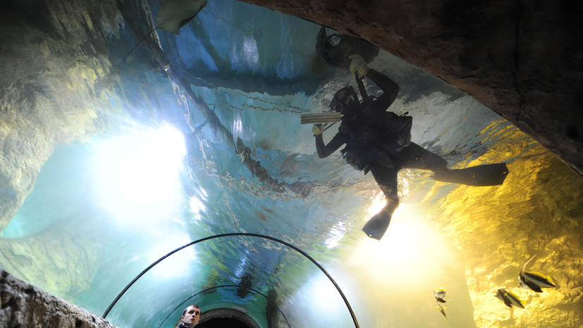 Биологи обнаружили привязанность амурских щук к человеку